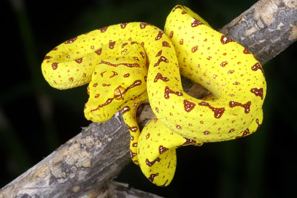 Green Tree Python (żółta faza) zwisające z gałęzi. — Zdjęcie stockowe