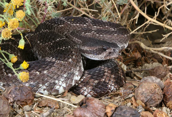 Rattlesnake do Pacífico Sul — Fotografia de Stock