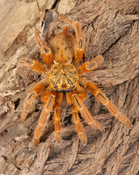 Усамбарський помаранчевий Бабуїн тарантула. Ліцензійні Стокові Зображення