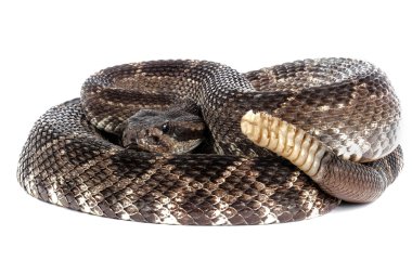 Güney Pasifik Çıngıraklı Yılan (Crotalus viridis helleri).