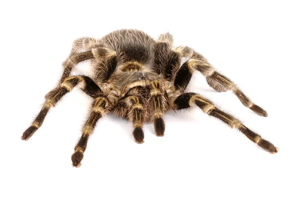 흰색 바탕에 칠레 장미 머리 독 거미 — 스톡 사진