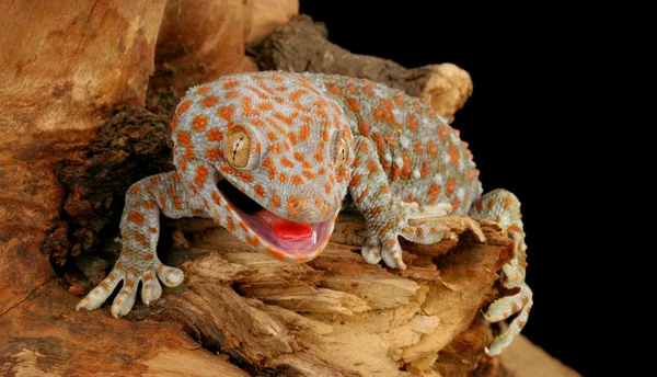 Tokay Gecko