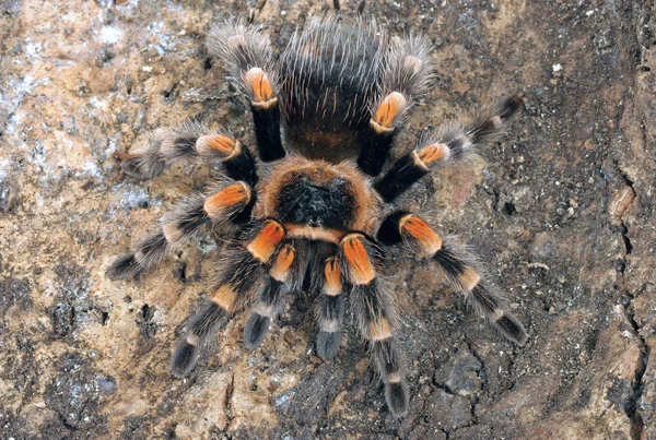 Mexicaanse redknee tarantula — Stockfoto