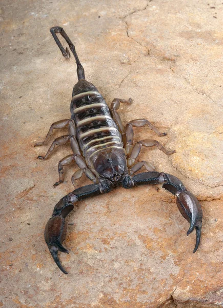 Escorpión roca plana con bandas amarillas. — Stok fotoğraf