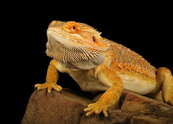 Bearded dragon Stockfoto