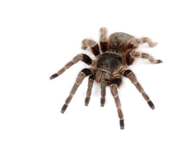 Brezilyalı kırmızı tarantula