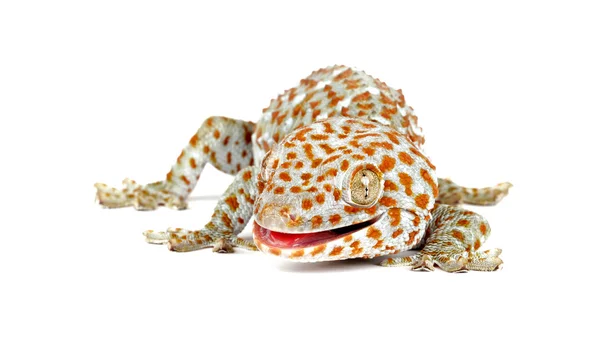 Tokay Gecko sobre fondo blanco — Foto de Stock