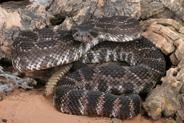 Serpiente de cascabel del Pacífico Sur (Crotalus viridis helleri). —  Fotos de Stock