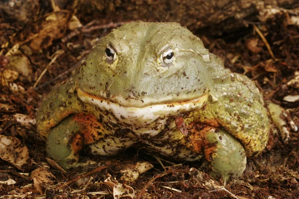 Ельфа жаба — стокове фото