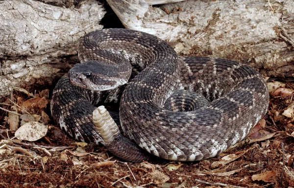 Serpent à sonnette du Pacifique Sud — Photo