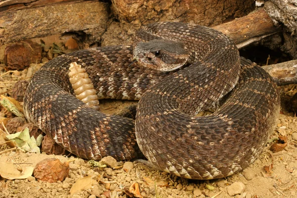 Zuidelijke Pacifische ratelslang (Crotalus viridis helleri)). Rechtenvrije Stockfoto's