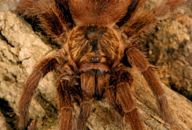 Karayip altın gri tarantula