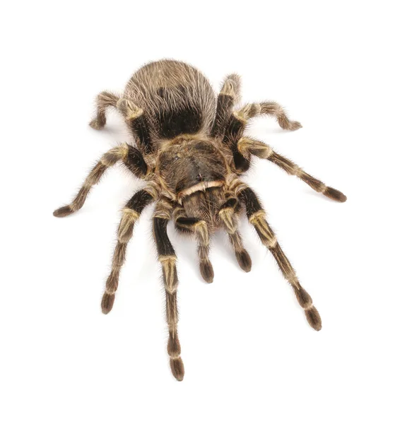 흰색 바탕에 차코 골든 무릎 독 거미 — 스톡 사진