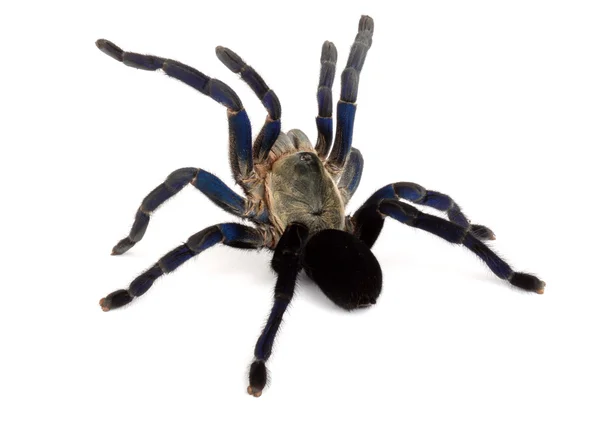 Kobaltová modř tarantule Stock Fotografie