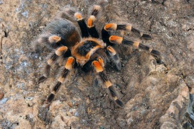 Meksika tarantulası