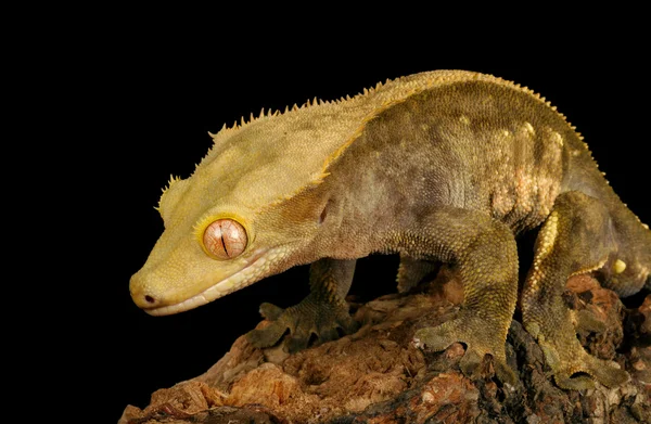 Crested Gecko — Stock Photo, Image