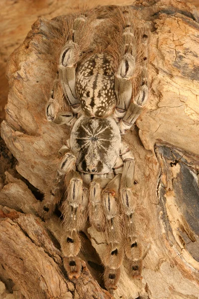 Süs babun Tarantula.