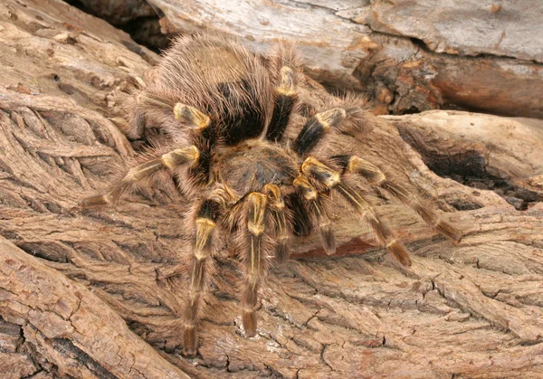 Χρυσή γόνατο tarantula Τσάκο — Φωτογραφία Αρχείου