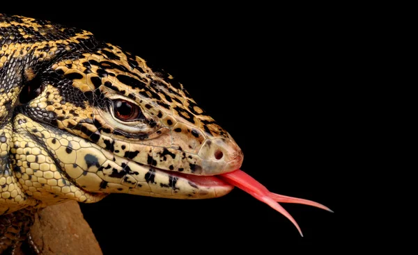 Gyllene tegu. — Stockfoto