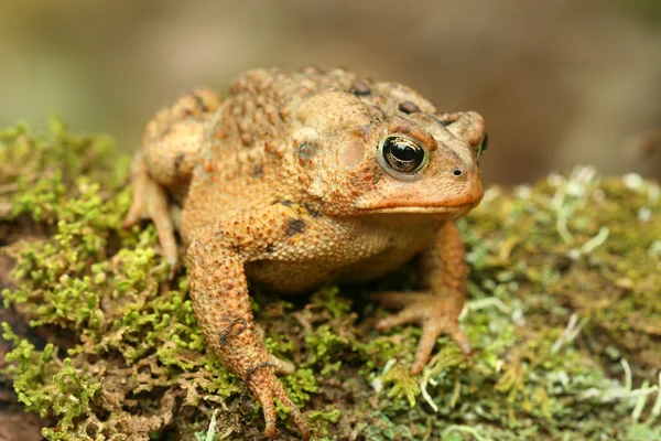 Toad — Stock Photo, Image