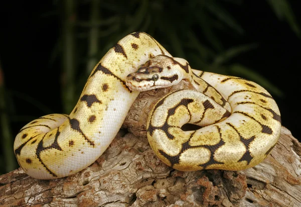 Python bourdon . — Photo