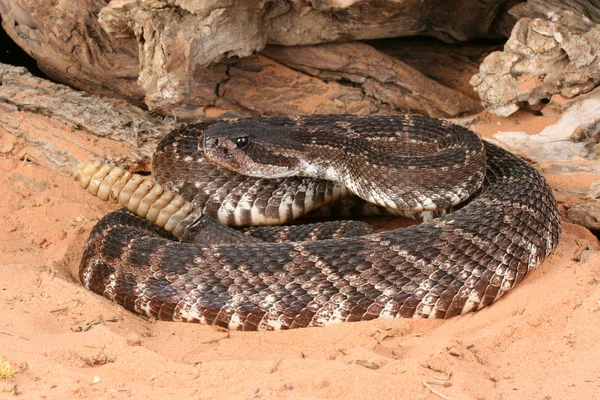 Південного Тихоокеанського гримуча змія Ліцензійні Стокові Фото