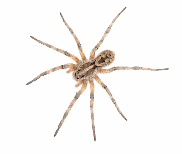 Wolf spider. — Zdjęcie stockowe