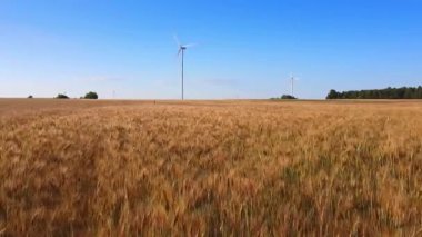 Arka planda buğday alanı ve rüzgar enerjisi türbinleri