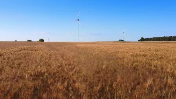 Wheat field and wind energy turbines in the background — Stock Video