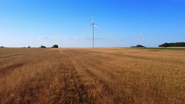 Вітроенергетичні турбіни біля пшеничного поля — стокове відео