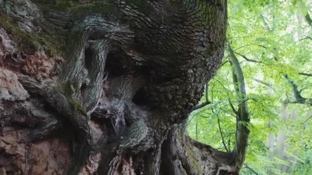 Zoom sur les racines exposées des arbres — Video