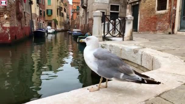 Möwe in der Nähe des Wasserkanals — Stockvideo