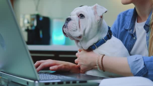 Weiße Bulldogge sitzt auf den Knien von Frauen, während sie am Computer tippt — Stockvideo