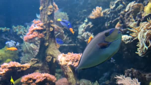Голубая рыба в большом аквариуме — стоковое видео
