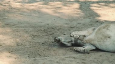 Eşek yuvarlanıyor ve kulaklarını çırpıyor.
