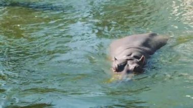 Suda yüzen büyük gri bir su aygırı.