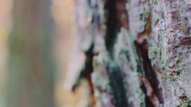 Ağaç kabuğunun makro görüntüsü