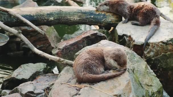 Lontras descansando sobre as rochas — Vídeo de Stock