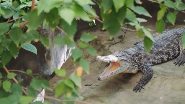 Crocodilo com boca aberta e dentes grandes — Vídeo de Stock