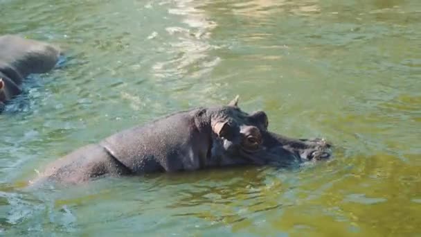 大規模な灰色のカバの近くに水の中で泳ぐ — ストック動画