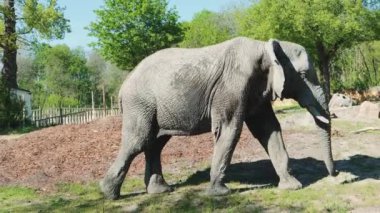 Afrika fili güneşli havada hayvanat bahçesinde yürüyor