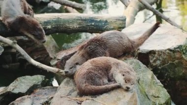 Kayalıklarda dinlenen su samurları