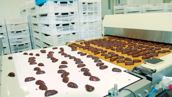 Candy factory. Chocolate candies lying on conveyor.