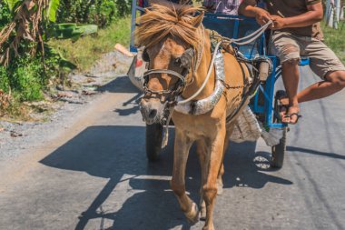 Vietnam kırsalında turist taşıyan kırsal at arabası.