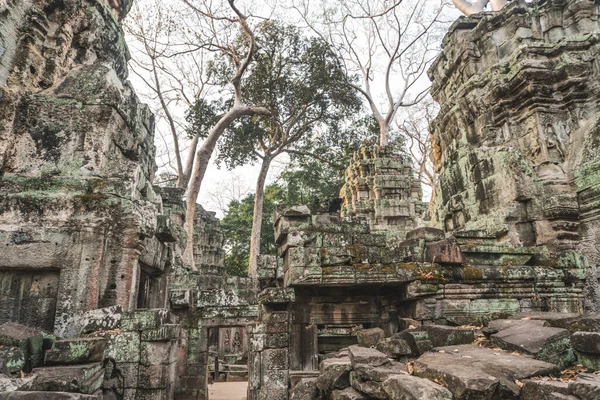 Enorme Banyan Tree Ancient Angkor Wat ruïneert Panorama Sunrise Asia. Siem Reap, Cambodja — Stockfoto