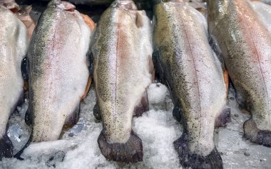 Çiğ somon, deniz ürünleri dükkanında buzda kırmızı alabalık. Süpermarkette buzda somon balığı kırmızı balığı..