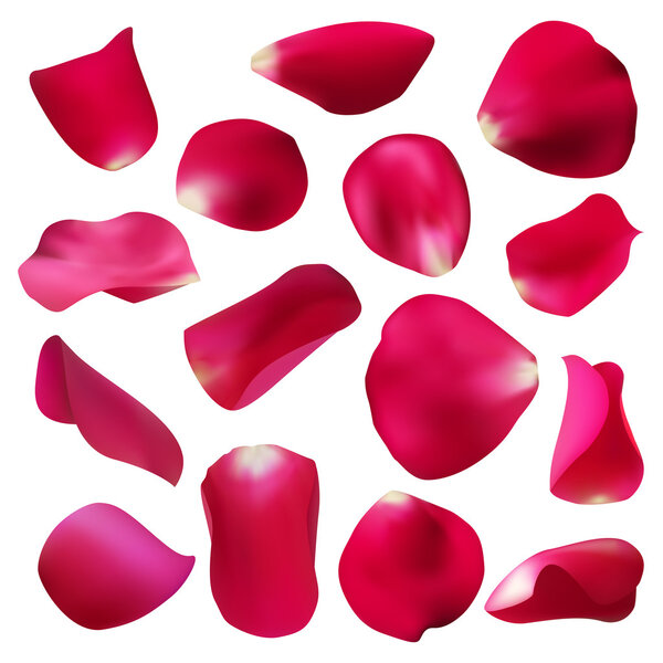 red rose petals set, isolated on white, vector illustration