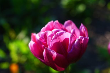 Mor laleler yeşil bir arka plan üzerinde. Bahar manzara.