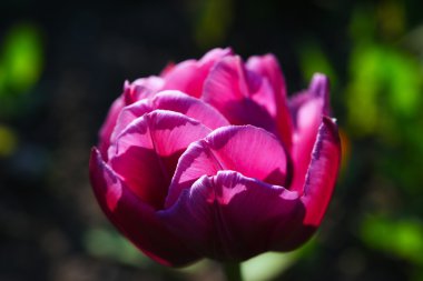 Mor laleler yeşil bir arka plan üzerinde. Bahar manzara.