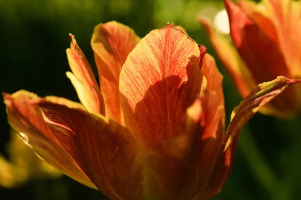 Nemesített orange tulip, a tavaszi napsütésben — Stock Fotó